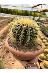 Echinocactus Grusonii 23cm - 3