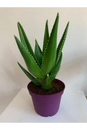 Aloe Vera - 3
