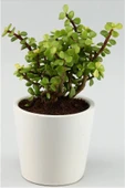 Portulacaria Afra Para Ağacı Fil Azlığı - 1