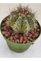 Melocactus thumbnail 1