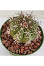 Melocactus thumbnail 2