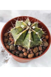 Gymnocalycium Mihanovichii--kaktüs thumbnail 1