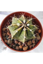 Gymnocalycium Mihanovichii--kaktüs thumbnail 2