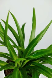 Kurdele çiçeği dekoratif saksıda no3 thumbnail 3