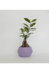 Likya Saksıda Ficus Gieseng Bonsai thumbnail 2