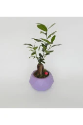 Likya Saksıda Ficus Gieseng Bonsai thumbnail 3