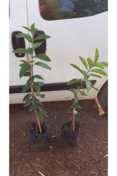 Şeker Tatlı Limon Limon Fidanı thumbnail 3