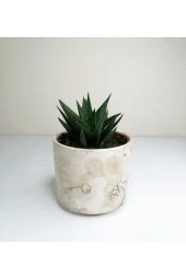 Haworthia 'limifolia' Mini Beyaz Seramik Saksılı thumbnail 1