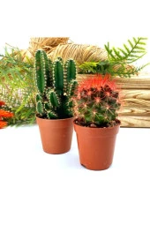 Premium Koleksiyon Serisi Kızıl Kaktüs Ve Mexico Kaktüsü thumbnail 1