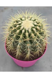 Echinocactus Grusonii thumbnail 1