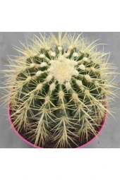 Echinocactus Grusonii thumbnail 2