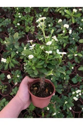 Dikenler Tacı Çiçekli Ithal Hollanda Milli (BEYAZ) thumbnail 5