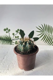 Melocactus Matanzanus 10.5 Cm Saksı thumbnail 1