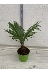 Cycas Revoluta thumbnail 2