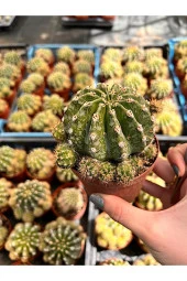 Echinopsis Oxygona Kaktüs (BOL YAVRULU KAYNANA TOPUZU) - 8,5 Cm thumbnail 3