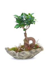 Ağaç Kabuğu Beton Saksıda Bonsai thumbnail 1