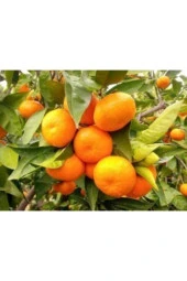 King Mandalina Fidanı Tüplü thumbnail 1