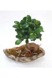 Ağaç Kabuğu Beton Saksıda Bonsai thumbnail 2