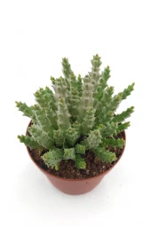 Leş Kaktüs - 8.5 Cm Saksıda thumbnail 1