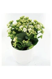 Kalanchoe Beyaz Renkli Kalanşo Seramik Saksıda - 1