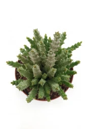 Leş Kaktüs - 8.5 Cm Saksıda thumbnail 2