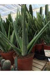 Aloe Vera Bitkisi Orta Boy Saksılı Jel Için Uygun - 2