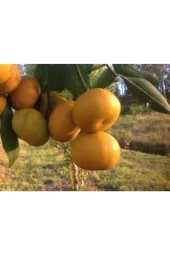 King Mandalina Fidanı Tüplü thumbnail 4