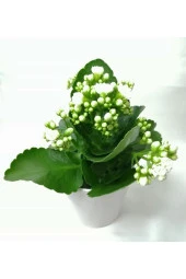 Kalanchoe Beyaz Renkli Kalanşo Seramik Saksıda - 3