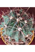 Ferocactus Latispinus-8,5 Cm Saksı-kaktüs-18h/33d thumbnail 2