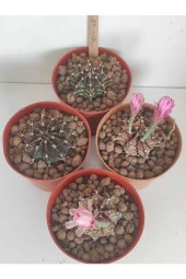 Dörtlü Gymnocalycium Mihanovichii Set thumbnail 1