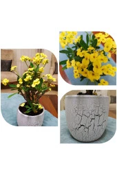 Büyük Beton Saksıda Büyük Sarı Dikenler Tacı thumbnail 1