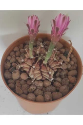 Dörtlü Gymnocalycium Mihanovichii Set thumbnail 2