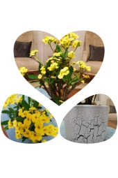 Büyük Beton Saksıda Büyük Sarı Dikenler Tacı thumbnail 2