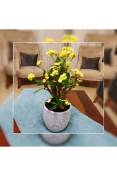 Büyük Beton Saksıda Büyük Sarı Dikenler Tacı thumbnail 3