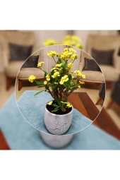 Büyük Beton Saksıda Büyük Sarı Dikenler Tacı thumbnail 4