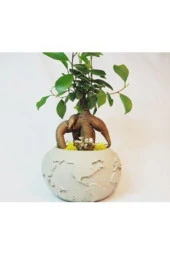 Ficus Ginseng Bonsai & Gri Dünyam Beton Saksıda Hediyelik Canlı Çiçek thumbnail 1