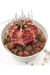 Gymnocalycium Mihanovichii - 1