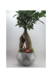 Ficus Ginseng Bonsai & Gri Geometrik Beton Saksıda Hediyelik Canlı Çiçek - 2
