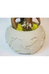Ficus Ginseng Bonsai & Gri Dünyam Beton Saksıda Hediyelik Canlı Çiçek thumbnail 2
