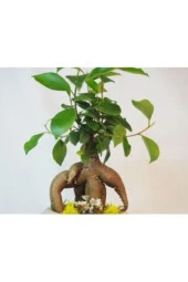 Ficus Ginseng Bonsai & Gri Dünyam Beton Saksıda Hediyelik Canlı Çiçek thumbnail 3