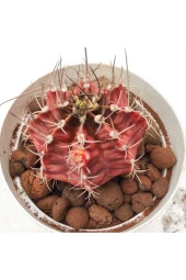 Gymnocalycium Mihanovichii - 2