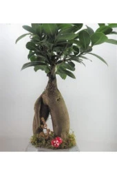 Ficus Ginseng Bonsai & Gri Geometrik Beton Saksıda Hediyelik Canlı Çiçek - 4