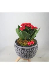 Kırmızı Kalanşo Kalanchoe & Siyah Bers Ayaklı Beton Saksıda Hediyelik Canlı Çiçek thumbnail 2