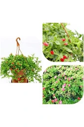 Buz Çiçeği Sarmaşığı Askılı Oksijen Makinesi thumbnail 2