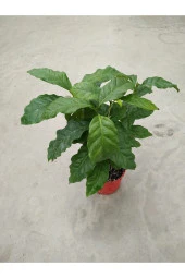 Coffee Arabica- Kahve Ağacı - 1