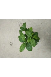 Coffee Arabica- Kahve Ağacı - 2