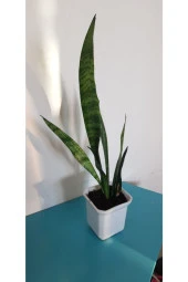 Kılıç Çiçeği thumbnail 3