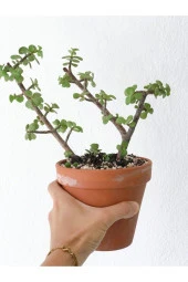 Portulacaria Afra Para Bitkisi thumbnail 1