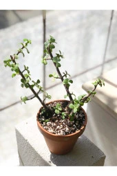 Portulacaria Afra Para Bitkisi thumbnail 2