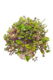 Antik Seramik Saksıda Callisia Repens - 1